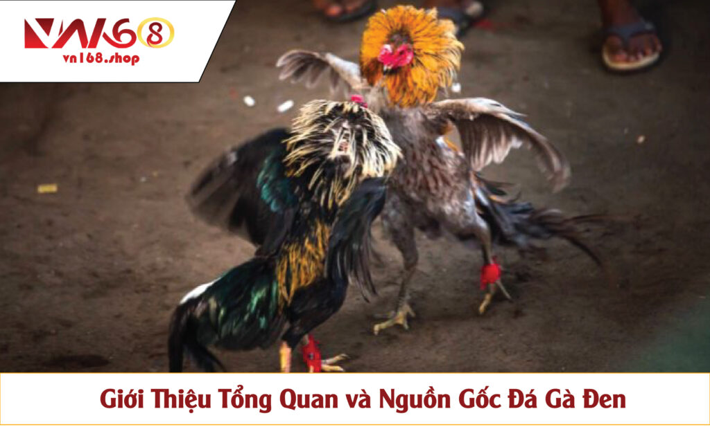 Giới Thiệu Tổng Quan và Nguồn Gốc Đá Gà Đen